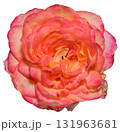 A close-up of an open pink and orange rosebud. The bicolor flower is isolated on a background 131963681
