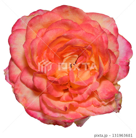 A close-up of an open pink and orange rosebud. The bicolor flower is isolated on a background 131963681
