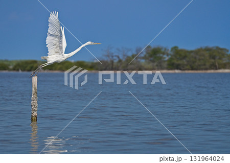 White heron in Rio Lagartos starting to fly 131964024