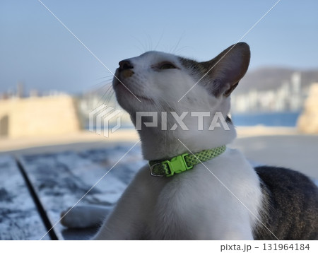 A Serene and Peaceful Cat Happily Enjoying a Lovely Sunny Day Outdoors in Nature 131964184