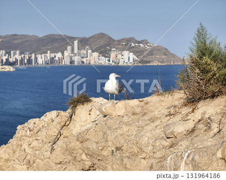 A Seagull Majestically Overlooking a Beautiful Coastal Cityscape with Stunning Views 131964186