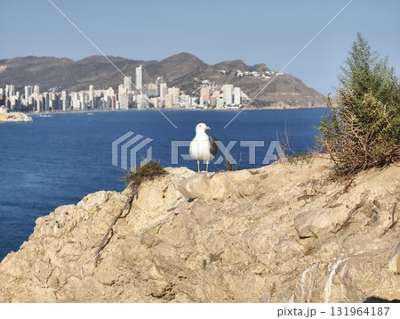 A Seagull perched high, gracefully overlooking a breathtaking cityscape near the sea shore A Seagull perched high, gracefully overlooking a breathtaking cityscape near the sea shore 131964187