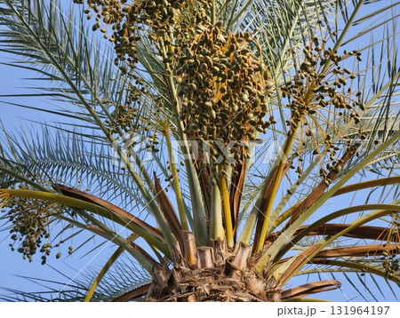 The Date Palm Tree is adorned with luscious ripening dates, set against a cloudless, blue sky The Date Palm Tree is adorned with luscious ripening dates, set against a cloudless, blue sky 131964197