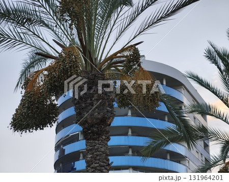 This showcases stunning Modern Architecture complemented beautifully by Palm Trees 131964201