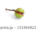 Chestnut in green peel on a white background 131964822
