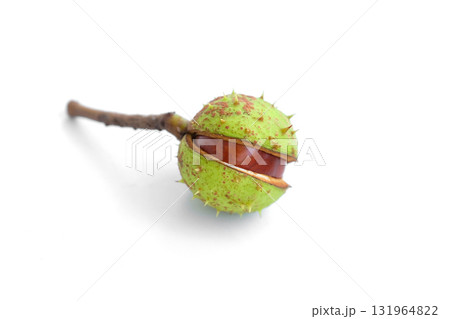 Chestnut in green peel on a white background 131964822