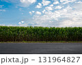Corn field along the road on a sunny day 131964827