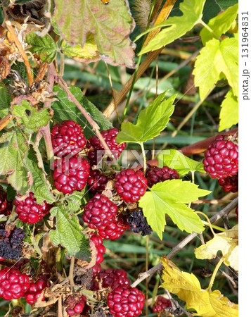 Close-up of ripening and overripe garden blackberries Rubus fruticosus with red ripe and black fruits on branch with green leaves in a garden. Close-up of ripening and overripe garden blackberries Rubus fruticosus with red ripe and black fruits on branch with green leaves in a garden. 131964831