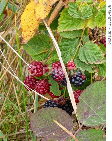 A close-up of ripening and overripe garden blackberries Rubus fruticosus with red ripe and black fruits on a branch with green leaves in garden. A close-up of ripening and overripe garden blackberries Rubus fruticosus with red ripe and black fruits on a branch with green leaves in garden. 131964836
