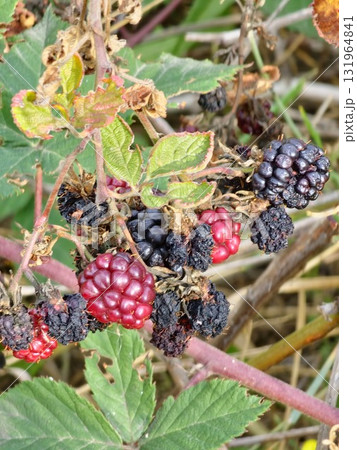 Close-up of ripening and overripe garden blackberries Rubus fruticosus with a red ripe and black fruits on a branch with green leaves in a garden. 131964841