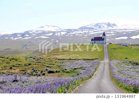 A narrow road lined with blooming purple lupines leads to a white countryside church on a hill, with snow capped Icelandic mountains in the background under a clear summer sky. A narrow road lined with blooming purple lupines leads to a white countryside church on a hill, with snow capped Icelandic mountains in the background under a clear summer sky. 131964997