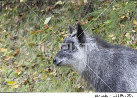 野生の日本カモシカのクローズアップ 131965000