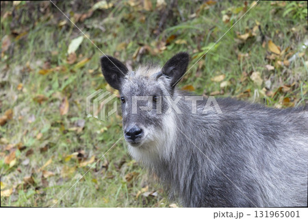 野生の日本カモシカのクローズアップ 131965001