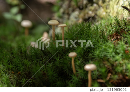 苔の森に佇む小さなスギゴケとキノコ 131965091