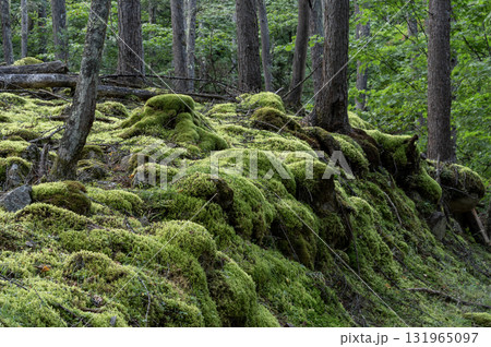 甲武信ヶ岳の苔むす森の登山道の風景 131965097