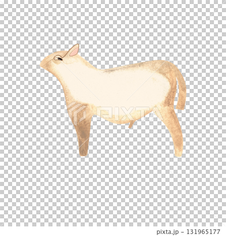 White Angus is the most popular beef cattle breed for beef steaks. Bull. Character for packaging, children's book and encyclopedia. Isolated watercolor illustration in retro style. Clipart. 131965177