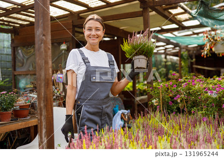 A Happy Gardener working diligently in a Greenhouse filled with vibrant Potted Plants A Happy Gardener working diligently in a Greenhouse filled with vibrant Potted Plants 131965244