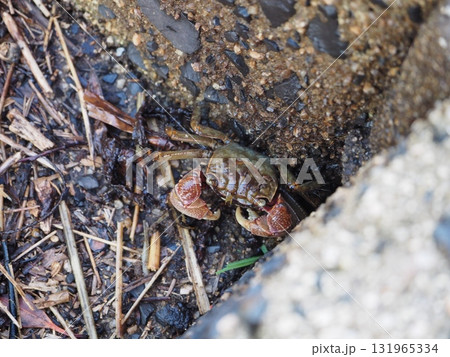 巣穴に帰りたいクロベンケイガニ 巣穴に帰りたいクロベンケイガニ 131965334