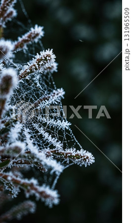 A macro view captures a delicate spiderweb and plant branches intricately covered in sparkling white frost, highlighting the crisp beauty of a cold winter morning. A macro view captures a delicate spiderweb and plant branches intricately covered in sparkling white frost, highlighting the crisp beauty of a cold winter morning. 131965509