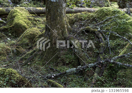 甲武信ヶ岳の苔むす森の登山道の風景 甲武信ヶ岳の苔むす森の登山道の風景 131965598
