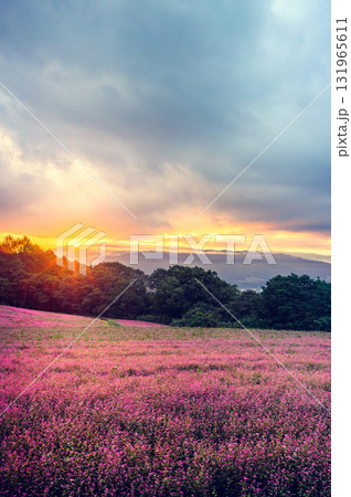 【日の出】赤そばの里【上伊那郡箕輪町】 131965611