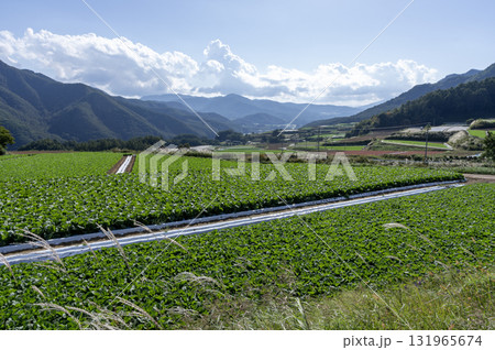 初秋の青空と広がる長野県川上村のレタス畑と高原野菜 131965674