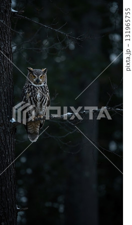 A majestic great horned owl with piercing yellow eyes perches on a snow-dusted tree branch in a dark, mysterious forest, showcasing its intricate patterned plumage. 131965755