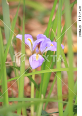 滋賀県草津市　草津市立水生植物公園 みずの森と樹冠トレイル 131965861