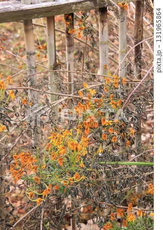 滋賀県草津市　草津市立水生植物公園 みずの森と樹冠トレイル 131965864