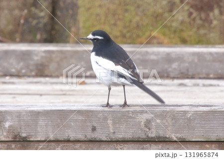 滋賀県草津市　草津市立水生植物公園 みずの森と樹冠トレイル 131965874