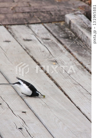 滋賀県草津市　草津市立水生植物公園 みずの森と樹冠トレイル 131965881