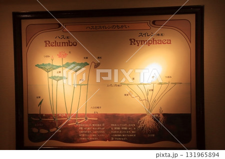 滋賀県草津市　草津市立水生植物公園 みずの森と樹冠トレイル 131965894