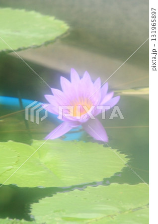 滋賀県草津市　草津市立水生植物公園 みずの森と樹冠トレイル 131965897