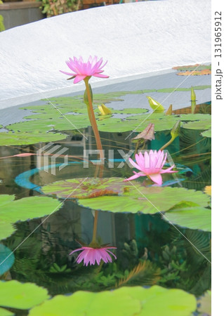 滋賀県草津市 草津市立水生植物公園 みずの森と樹冠トレイル 滋賀県草津市 草津市立水生植物公園 みずの森と樹冠トレイル 131965912