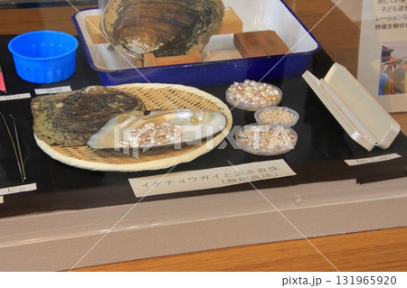 滋賀県草津市 草津市立水生植物公園 みずの森と樹冠トレイル 滋賀県草津市 草津市立水生植物公園 みずの森と樹冠トレイル 131965920