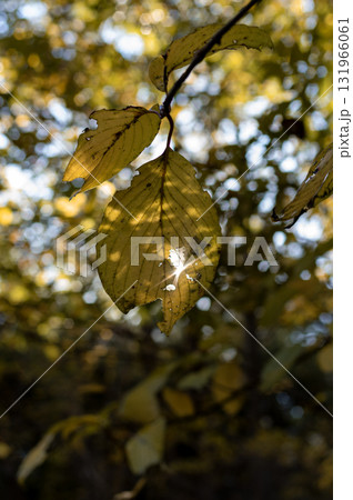 初秋の陽射しを浴びる緑葉 初秋の陽射しを浴びる緑葉 131966061
