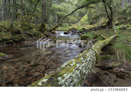 初秋の長野県川上村の梓川渓流 131966065