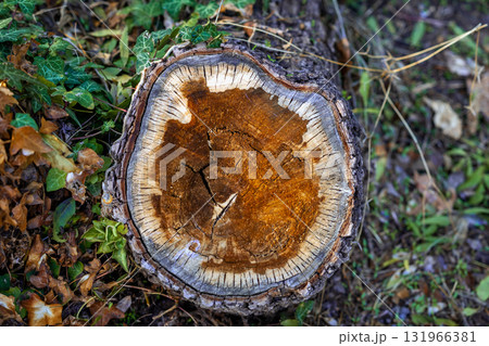 Close-up of tree trunk cross section, detailed annual rings and natural wood texture, lying on forest ground. Concept of tree rings, nature growth, organic pattern 131966381