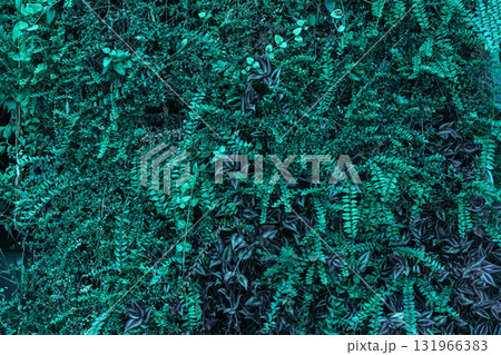 Dense wall of lush foliage in deep teal tones, natural texture and modern eco aesthetic inspired by color of year. Concept of teal greenery, transformation, ecological inspiration 131966383