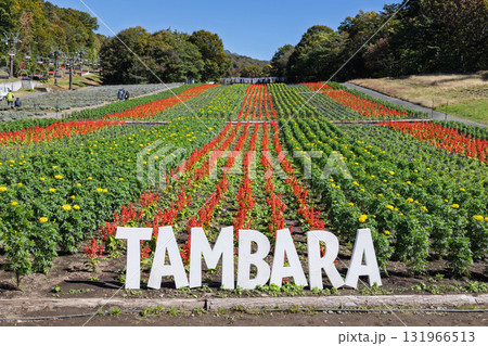 秋のたんばら高原 彩の丘 群馬県沼田市 秋のたんばら高原 彩の丘 群馬県沼田市 131966513