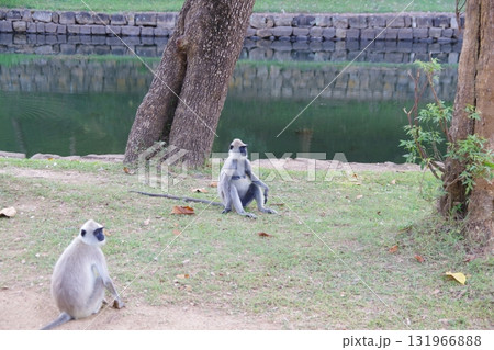 スリランカ 世界遺産 古都シーギリヤのハヌマンラングール スリランカ 世界遺産 古都シーギリヤのハヌマンラングール 131966888