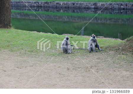 スリランカ　世界遺産　古都シーギリヤのハヌマンラングール 131966889
