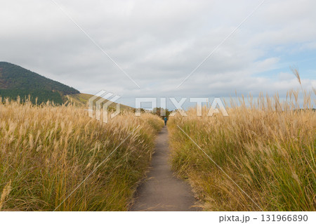 タデ原湿原の風景（大分県九重町長者原） 131966890
