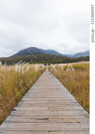 タデ原湿原の風景（大分県九重町長者原） 131966897