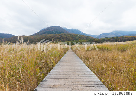 タデ原湿原の風景（大分県九重町長者原） 131966898