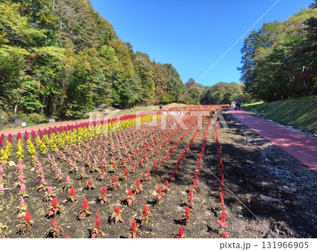 秋のたんばら高原 ケイトウの花畑 群馬県沼田市 秋のたんばら高原 ケイトウの花畑 群馬県沼田市 131966905