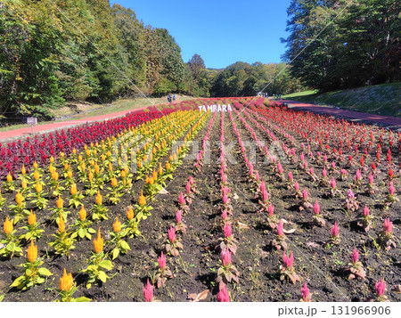 秋のたんばら高原 ケイトウの花畑 群馬県沼田市 秋のたんばら高原 ケイトウの花畑 群馬県沼田市 131966906