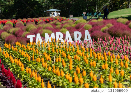 秋のたんばら高原 ケイトウの花畑 群馬県沼田市 秋のたんばら高原 ケイトウの花畑 群馬県沼田市 131966909