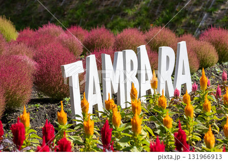 秋のたんばら高原 ケイトウの花畑 群馬県沼田市 秋のたんばら高原 ケイトウの花畑 群馬県沼田市 131966913