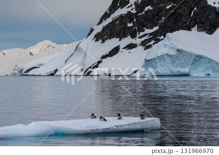 Cape Petrels resting on an iceberg 131966970